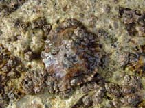 Image of Patella depressa (Black-footed limpet)