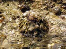 Image of Patella ferruginea (Ferreous limpet)