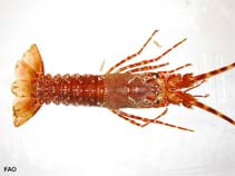 Image of Palinurus gilchristi (Southern spiny lobster)