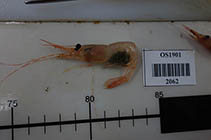 Image of Pandalus goniurus (Humpy shrimp)
