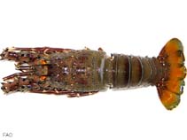 Image of Panulirus gracilis (Green spiny lobster)
