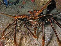 Image of Panulirus longipes (Longlegged spiny lobster)
