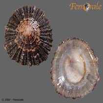 Image of Patella lugubris (Mournful limpet)