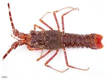 Image of Palinurus mauritanicus (Pink spiny lobster)