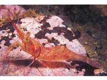 Image of Pandalus montagui (Aesop shrimp)