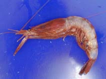 Image of Pasiphaea multidentata (Pink glass shrimp)
