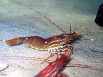 Image of Pandalus platyceros (Spot shrimp)