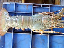 Image of Panulirus polyphagus (Mud spiny lobster)
