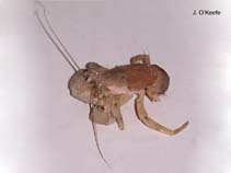 Image of Pagurus pollicaris (Gray hermit crab)