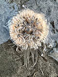 Image of Paracondylactis sinensis 