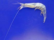 Image of Pasiphaea sivado (White glass shrimp)