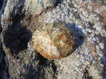 Image of Patella ulyssiponensis (China limpet)