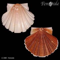 Image of Pecten albicans 