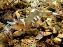 Image of Ancylomenes magnificus (Magnificent shrimp)