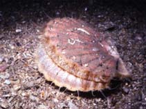 Image of Pecten maximus (Great Atlantic scallop)