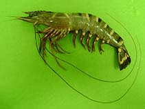 Image of Penaeus monodon (Giant tiger prawn)