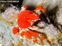 Image of Pelia mutica (Cryptic teardrop crab)
