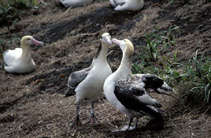 Image of Phoebastria albatrus (Short-tailed albatross)