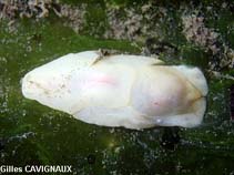 Image of Philine aperta (Lobe shell)