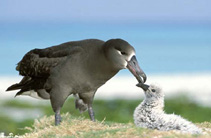 Image of Phoebastria nigripes (Black-footed albatross)