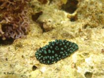 Image of Phyllidiella pustulosa (Vesicular sea slug)