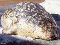 Image of Phoca vitulina (Harbour seal)