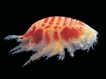 Image of Phoxocephalopsis zimmeri 