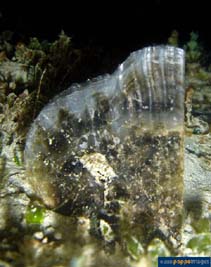 Image of Pinna muricata (Prickly pen shell)