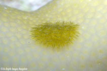 Image of Pinufius rebus 