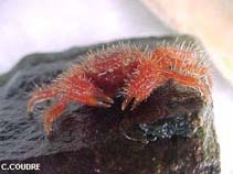 Image of Pilumnus spinifer (Red hairy crab)