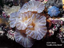 Image of Plerogyra discus (Bubble coral)
