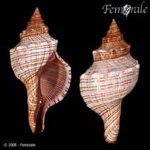 Image of Pleuroploca filamentosa (Filamentous horse conch)