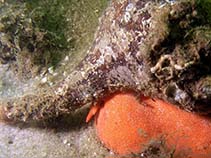 Image of Pleuroploca gigantea (Florida horse conch)