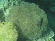 Image of Plerogyra sinuosa (Rounded bubblegum coral)
