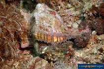 Image of Pleuroploca trapezium (Trapezium horse conch)