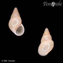 Image of Potamopyrgus antipodarum (New Zealand mudsnail)