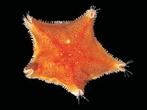 Image of Glabraster antarctica (Red spiny cushion star)