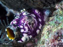 Image of Polycarpa aurata (Goldmouth sea squirt)