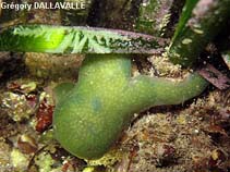 Image of Polyclinella azemai (Colonial sea squirt)