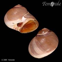 Image of Neverita didyma (Bladder moon snail)