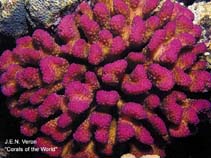 Image of Pocillopora elegans 