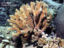 Image of Pocillopora indiania 