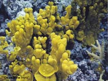 Image of Porites lichen (Lichen coral)