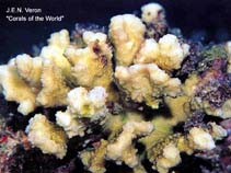 Image of Pocillopora ligulata (Thin cauliflower coral)