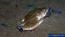 Image of Portunus sanguinolentus (Threespot swimming crab)