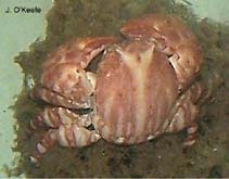 Image of Porcellana sayana (Spotted porcelain crab)