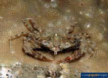 Image of Portunus tuberculosus (Blood-spot swimming crab)
