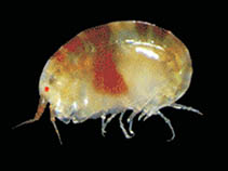 Image of Probolisca ovata 