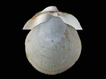 Image of Pseudokellya cardiformis 