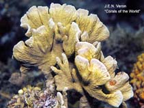 Image of Psammocora contigua (Branched sandpaper coral)
